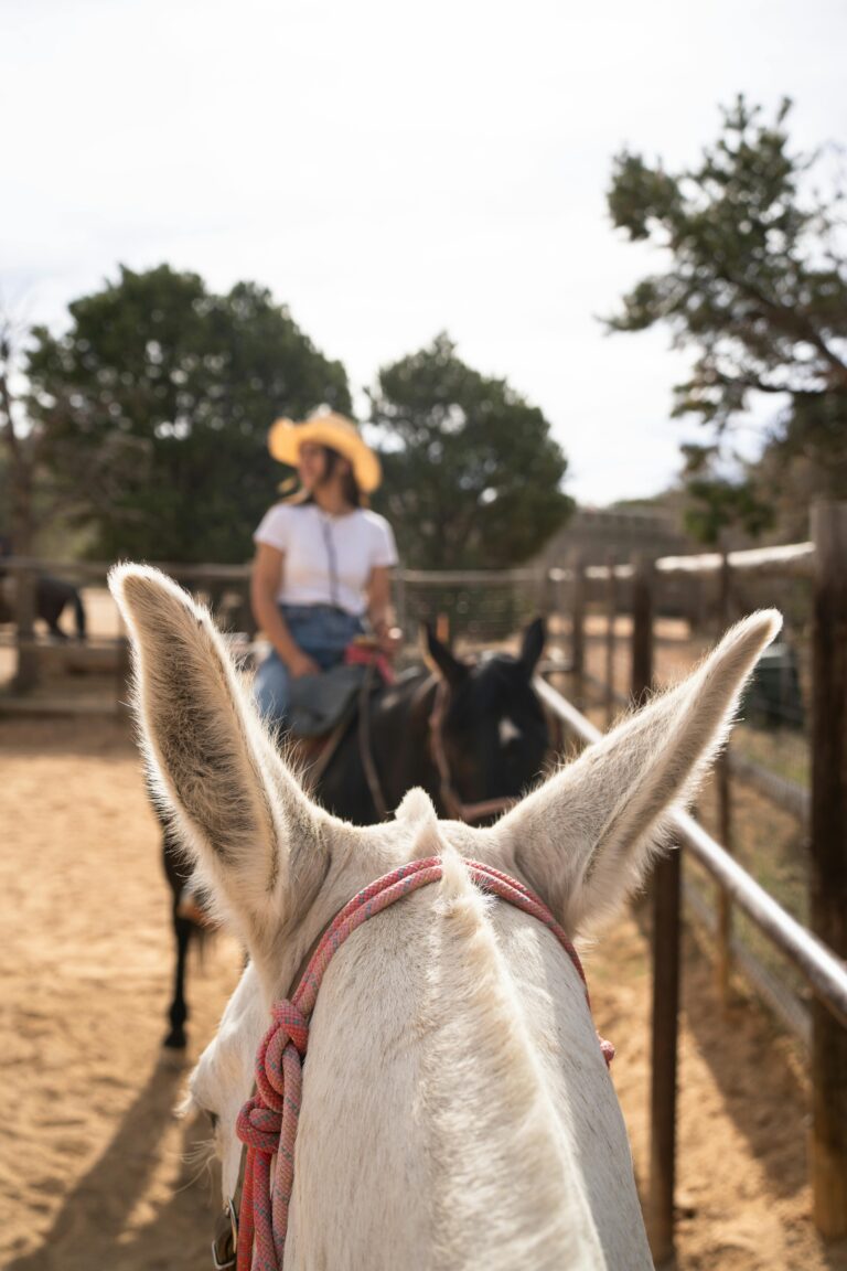 pexels-alexmoliski-26077646